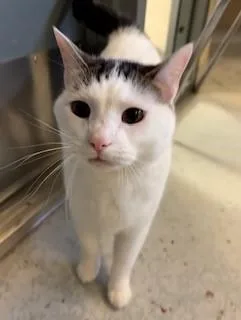 Parsley