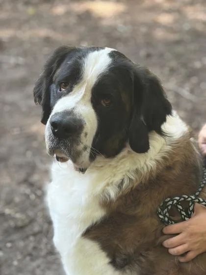 An adult extra large-sized male Saint Bernard dog named Hobo for adoption in West Chester, PA
