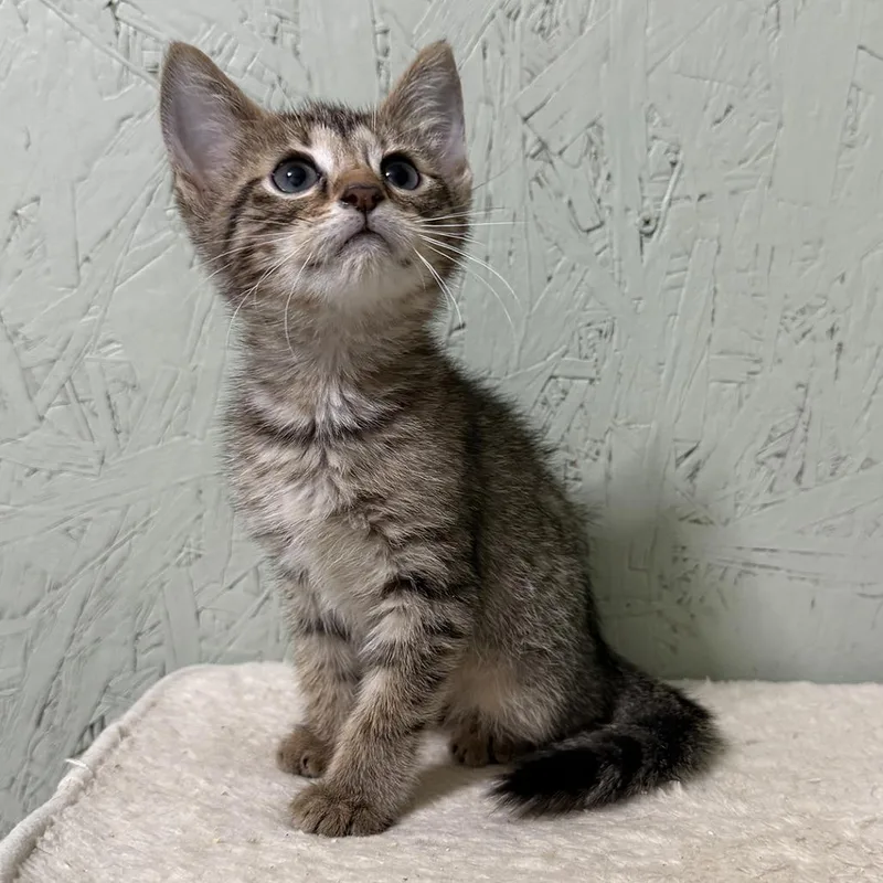 A baby small-sized female Domestic Short Hair cat named Velvet for adoption in Cumming, GA