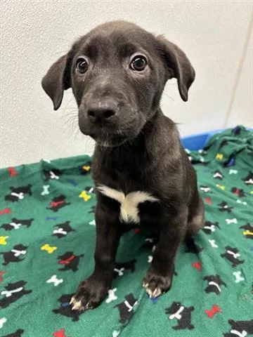 A baby small-sized female Labrador Retriever dog named Culvert for adoption in Panama City, FL