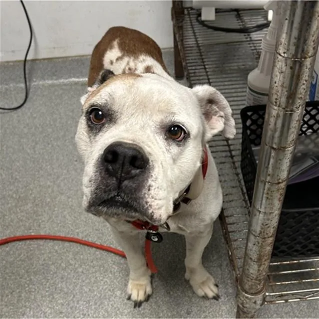 An adult medium-sized female American Bulldog dog named Vicky for adoption in Lincolnton, NC