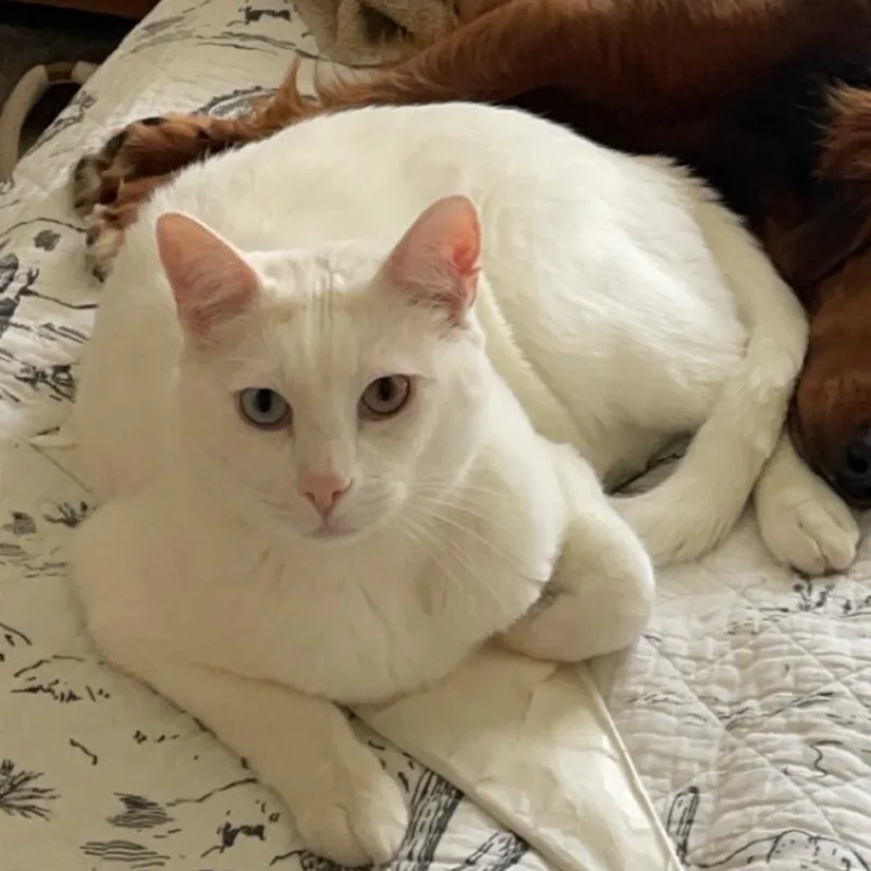An adult small-sized male White Domestic Short Hair cat named Bacon for adoption in Garfield, AR