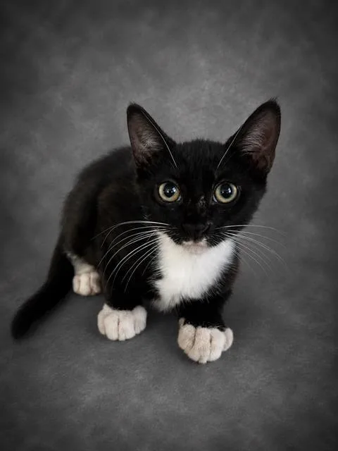A baby small-sized male Domestic Short Hair cat named Dorian for adoption in Winter Haven, FL