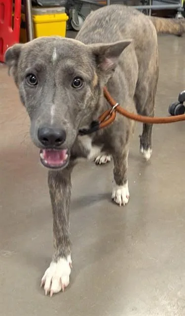 A young large-sized female Dutch Shepherd dog named Lucy for adoption in Phoenix, AZ