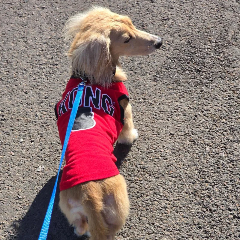 An adult small-sized male Yellow / Tan / Blond / Fawn Miniature Dachshund dog named Bandit for adoption in Holton, KS
