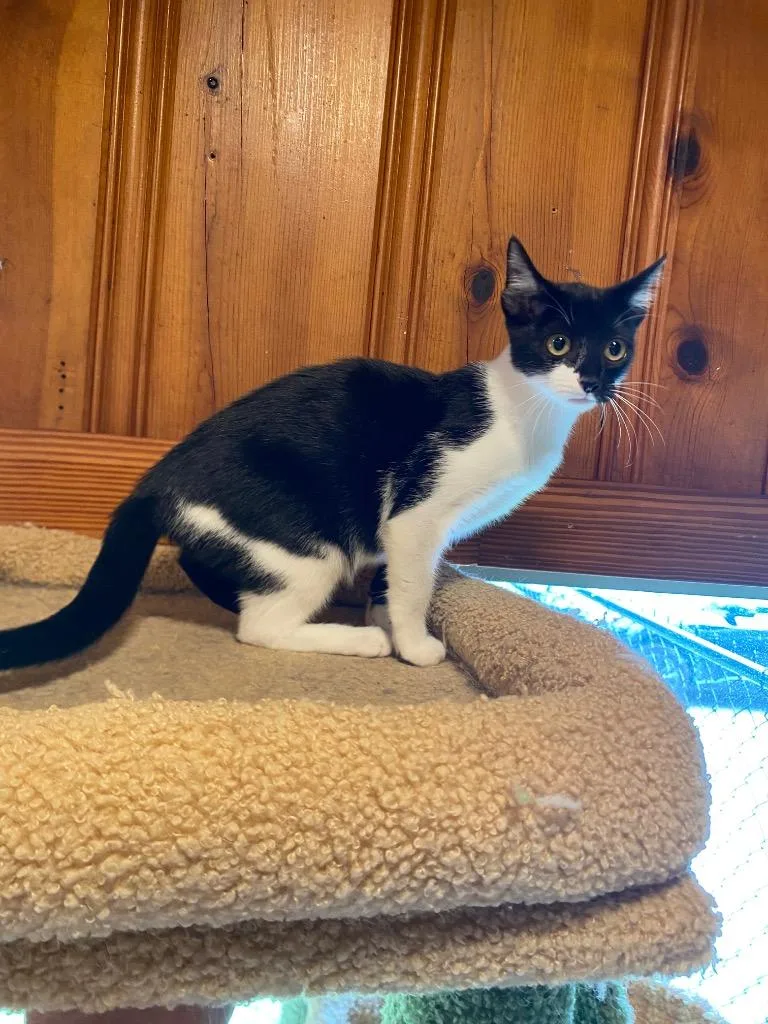 A baby medium-sized female Domestic Short Hair cat named Clarabelle for adoption in Cumming, GA