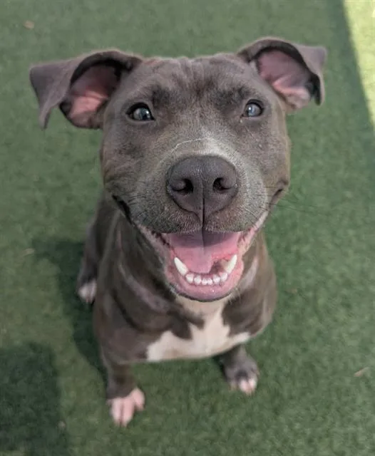 A young medium-sized female Mixed Breed dog named Octavia for adoption in Columbia, SC