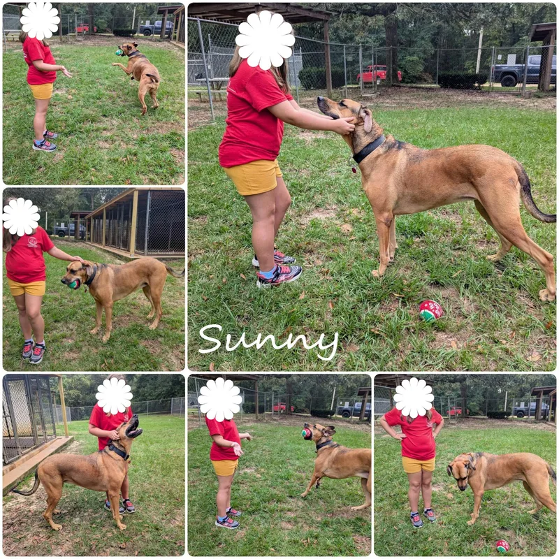 An adult extra large-sized female Brown / Chocolate Great Dane dog named Sunny for adoption in Ozark, AL