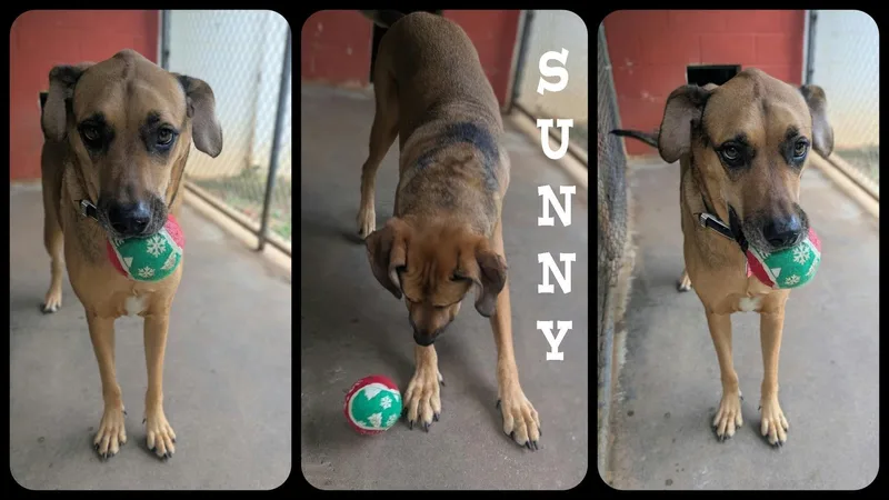 Sunny thumbnail 3