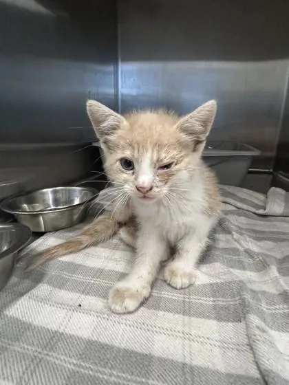 A baby small-sized male Domestic Short Hair cat named Jerry for adoption in Lafayette, IN