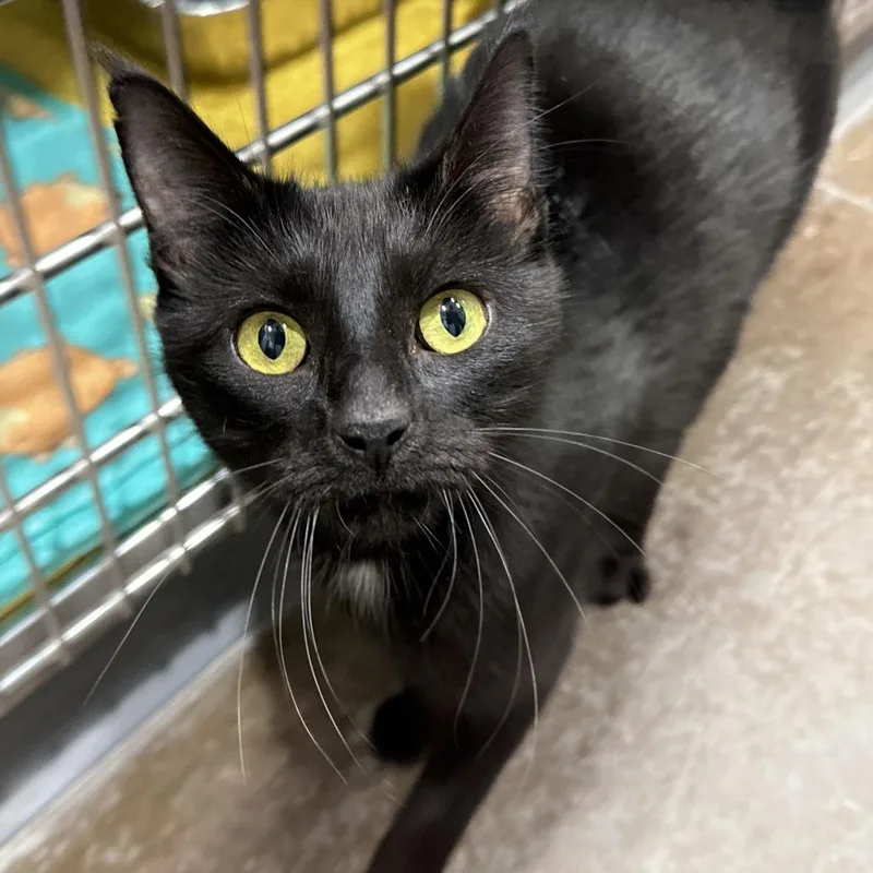 A young medium-sized female Black Domestic Short Hair cat named Belladonna for adoption in Matteson, IL