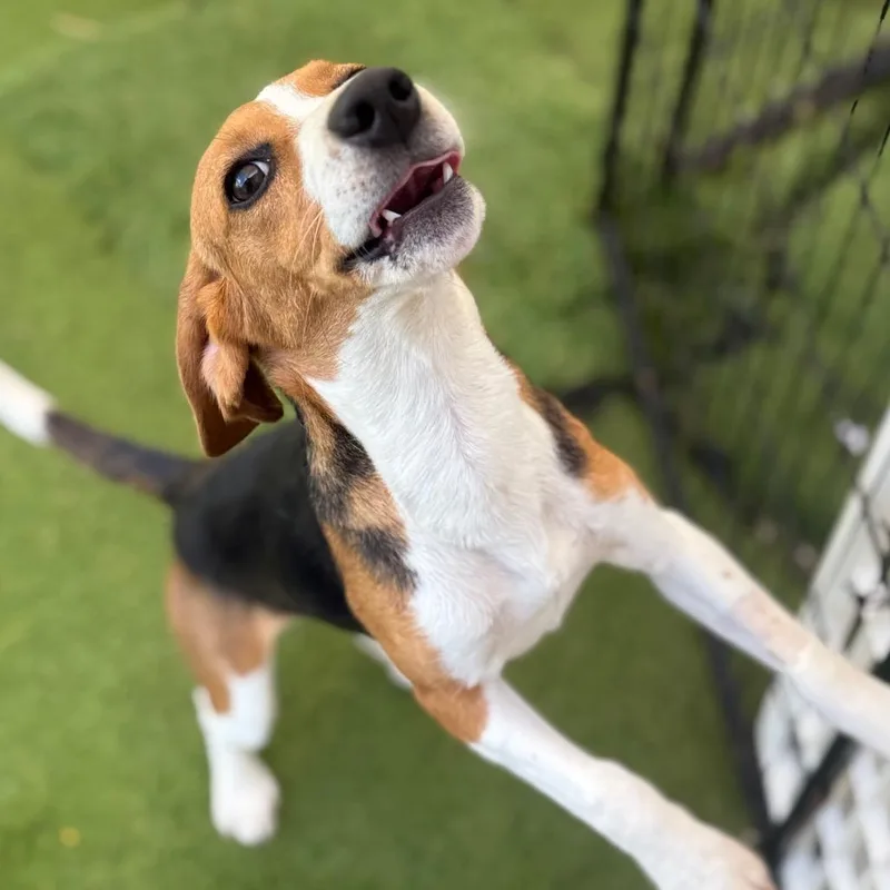 A young small-sized female Brown / Chocolate Beagle dog named Meghan for adoption in LOXAHATCHEE, FL