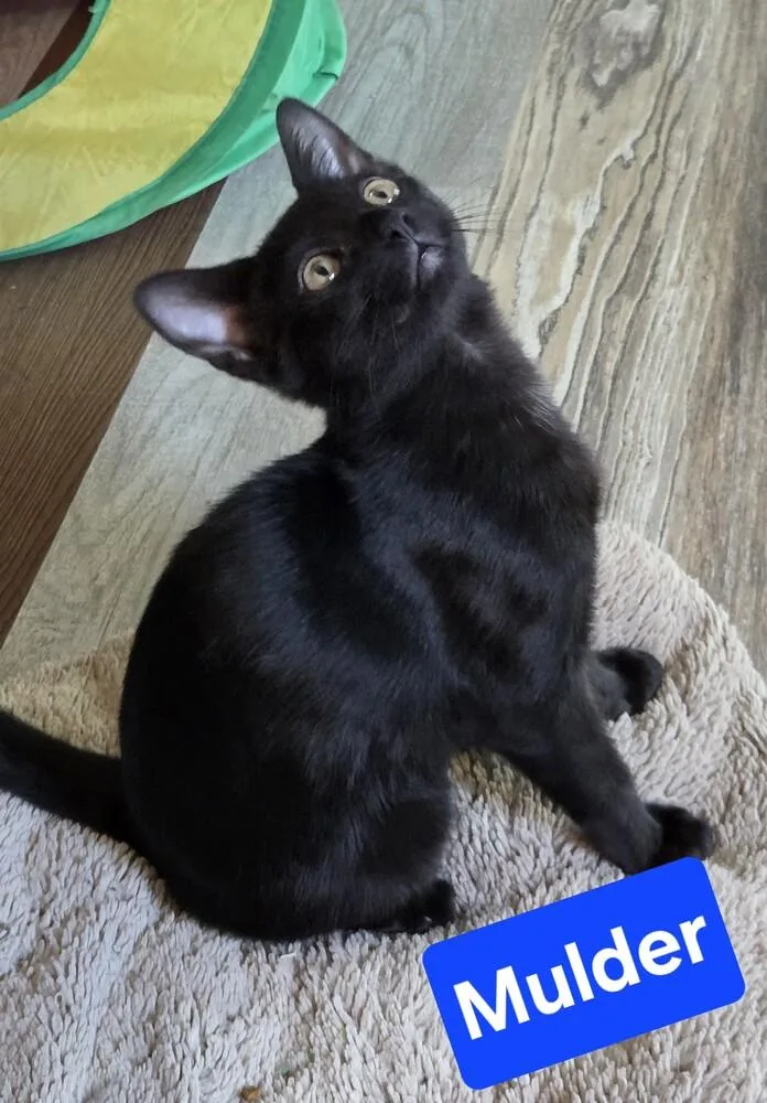 A baby small-sized male Black Domestic Short Hair cat named Mulder for adoption in Dallas, TX