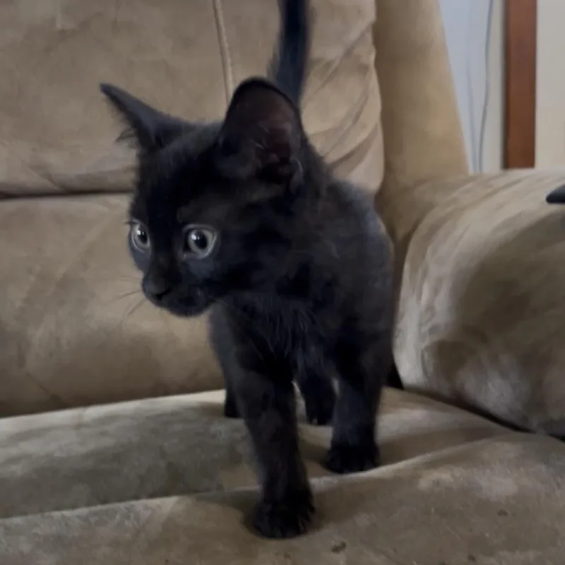 A baby small-sized male Black American Shorthair cat named Harley for adoption in Wadena, MN