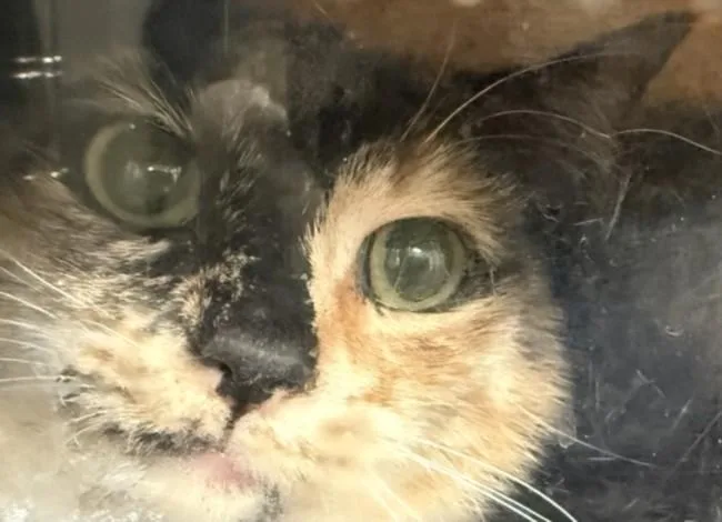 A young large-sized female Domestic Medium Hair cat named Patches for adoption in San Pedro, CA