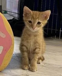 A baby small-sized male Domestic Short Hair cat named Blonde Ambition for adoption in Statesville, NC