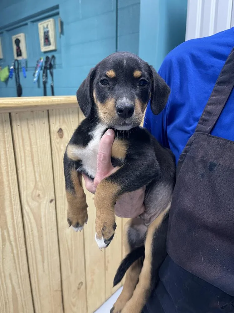 A baby small-sized male Brown / Chocolate Australian Shepherd dog named Smokey for adoption in Chattanooga, TN