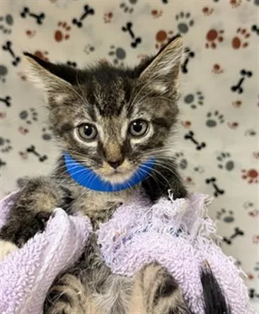A baby small-sized male Domestic Short Hair cat named Luke for adoption in Riverside, CA