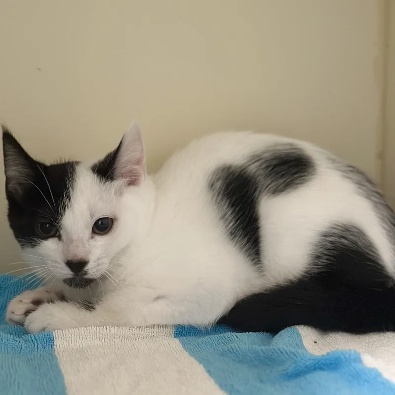 A baby medium-sized female Black & White / Tuxedo Domestic Short Hair cat named Morgan for adoption in Victor, NY