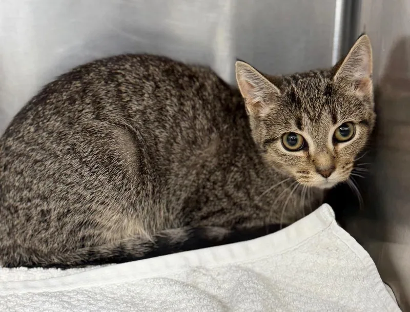 A baby medium-sized female Domestic Short Hair cat named Evelyn for adoption in Danielsville, GA