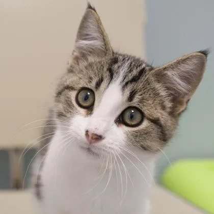 A baby small-sized male Domestic Short Hair cat named Garth for adoption in Verona, WI