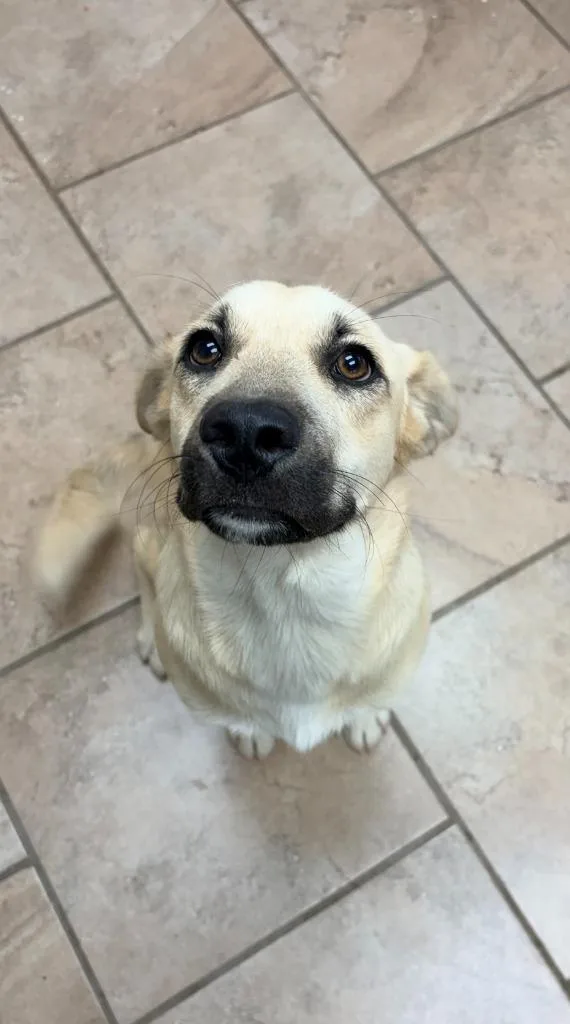 A baby medium-sized female Anatolian Shepherd dog named Annabelle for adoption in Batesville, AR