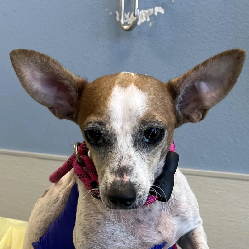 An adult small-sized female Mixed Breed dog named 112379 for adoption in Las Cruces, NM