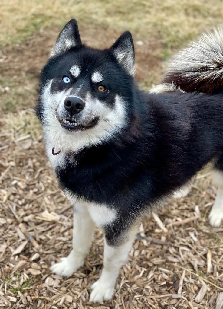 A young large-sized male Husky dog named Avalanche for adoption in Decorah, IA