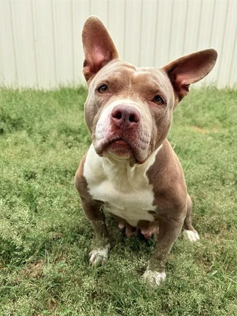 A young small-sized female Pit Bull Terrier dog named Poppie for adoption in Killeen, TX