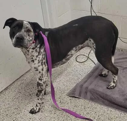 An adult large-sized female Black Pit Bull Terrier dog named Pepper for adoption in Kansas City, MO