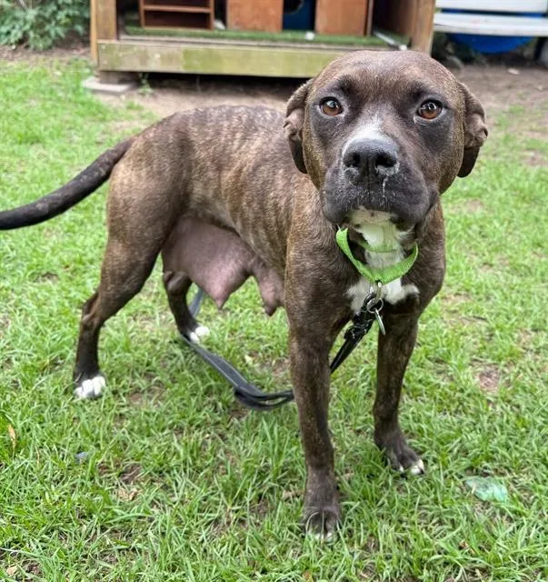 An adult medium-sized female Mixed Breed dog named Addison for adoption in Columbia, SC