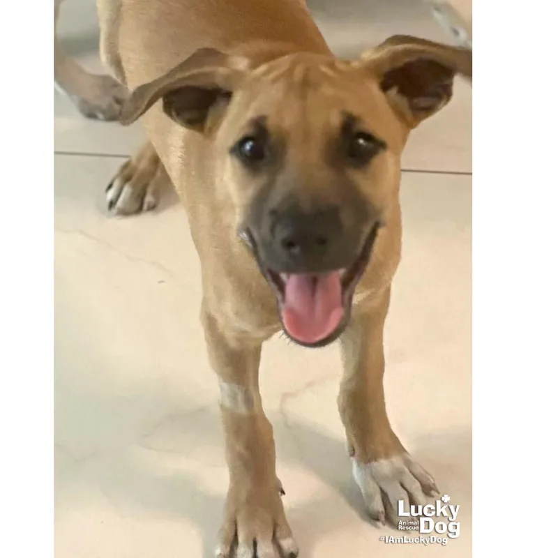 A baby medium-sized male Retriever dog named Lil Champa for adoption in Washington, DC