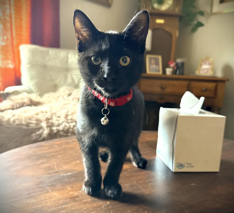 A baby small-sized male Black Domestic Short Hair cat named Shadow for adoption in Mankato, MN