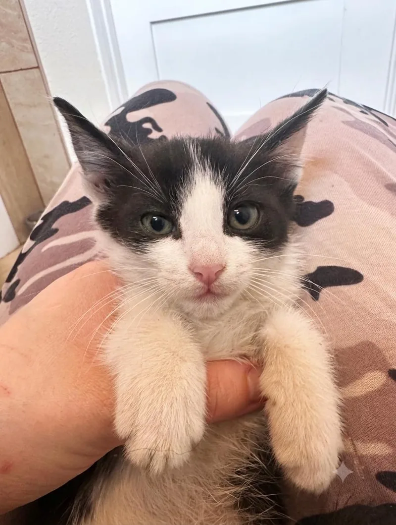 A baby medium-sized male Tuxedo cat named Carl for adoption in Campbell, CA