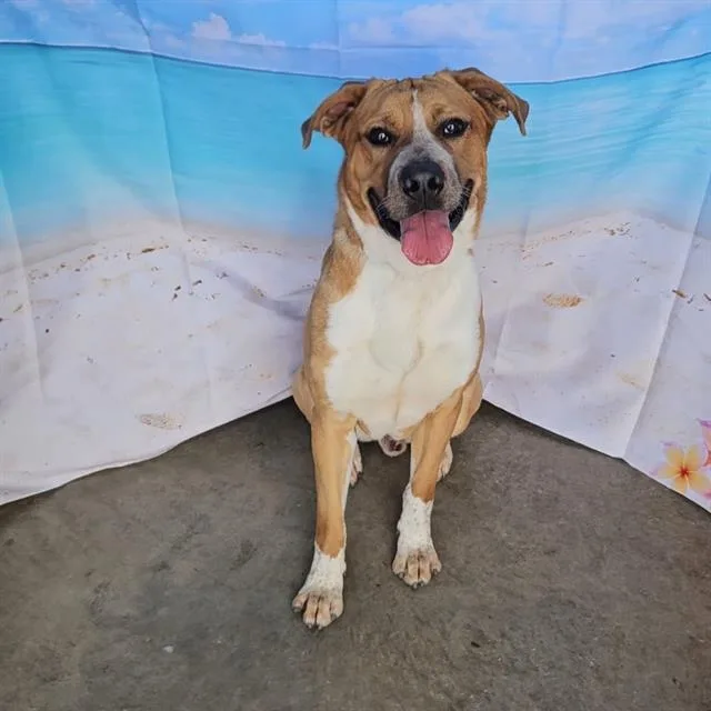 A young medium-sized male Boxer dog named Kc for adoption in Wylie, TX