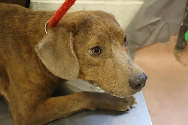 A young medium-sized male Mixed Breed dog named Maine for adoption in Columbia, SC