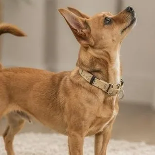 An adult small-sized female Red / Chestnut / Orange Chihuahua dog named Sandy for adoption in Evansville, WI