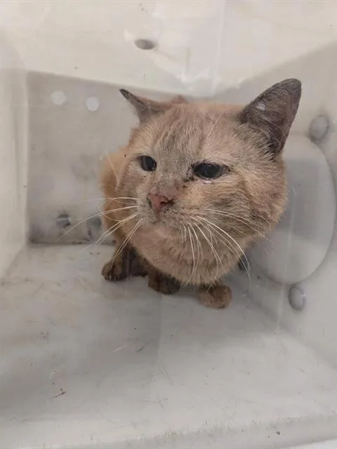 A young medium-sized male Domestic Short Hair cat named Lion for adoption in Dallas, TX