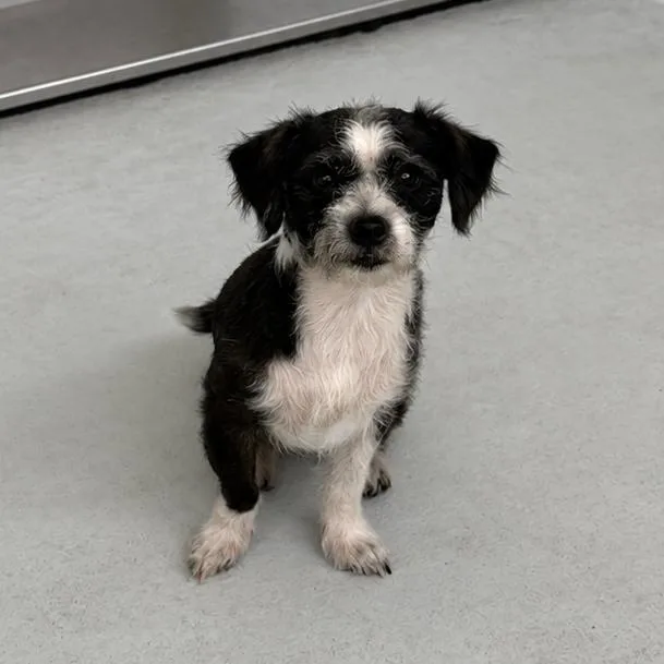 An adult small-sized male Black Terrier dog named Leon for adoption in Bastrop, TX