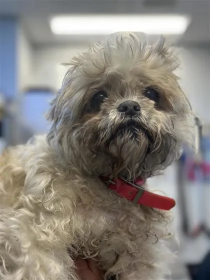 An adult small-sized female Mixed Breed dog named Stevie for adoption in West Chester, PA