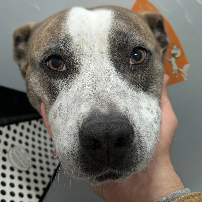 Willow Jade thumbnail 3