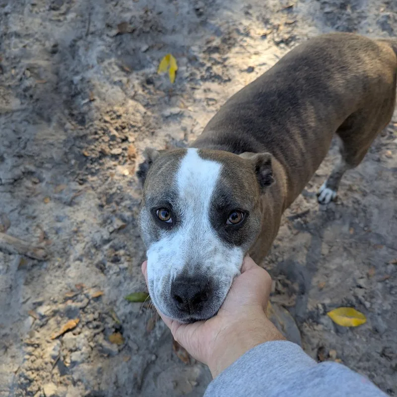 Willow Jade thumbnail 5