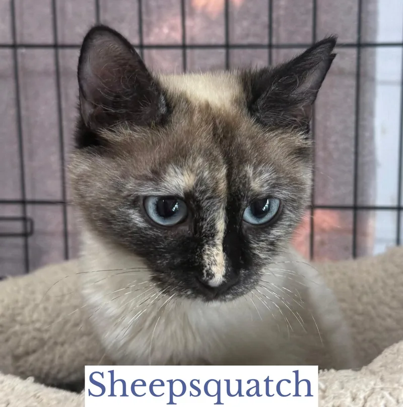 A young medium-sized female Seal Point Domestic Short Hair cat named Sheepsquatch for adoption in Berkeley Springs, WV