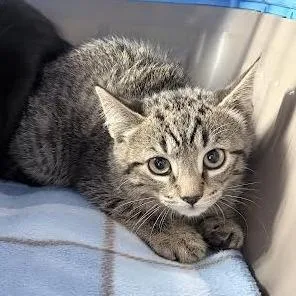 A baby medium-sized female Brown / Chocolate Domestic Short Hair cat named Stella for adoption in Fairport, NY