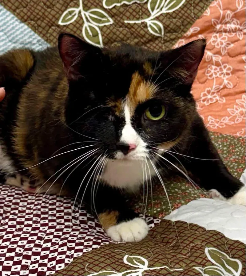 An adult large-sized female Domestic Short Hair cat named One Eyed Wendy for adoption in Bolivia, NC