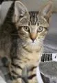 A baby small-sized female Brown / Chocolate Domestic Short Hair cat named Candle for adoption in Atlanta, GA