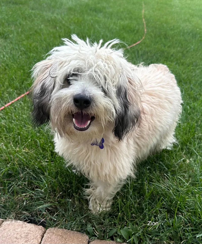 A young medium-sized male Havanese dog named Zion CA for adoption in Hillside, IL