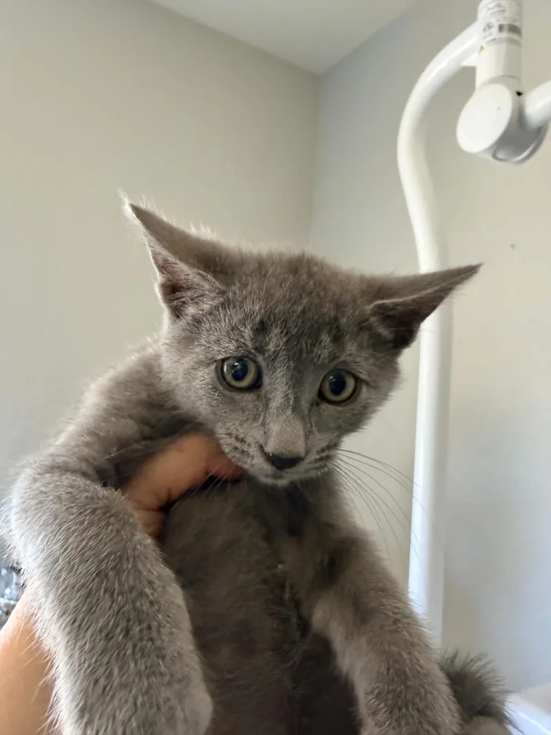 A baby medium-sized female Domestic Short Hair cat named Hocus for adoption in Lincoln, CA