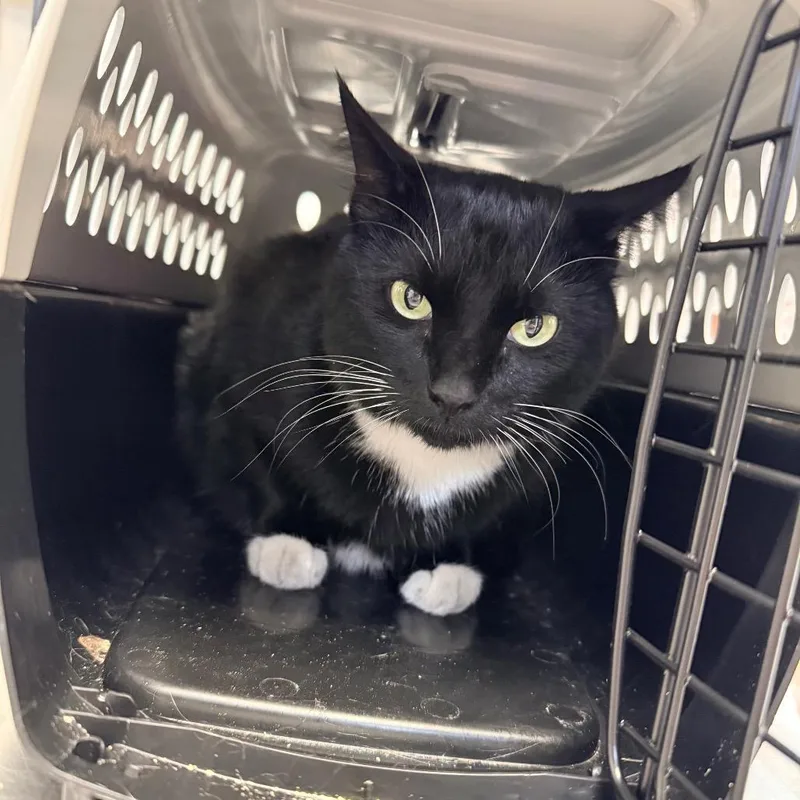 An adult large-sized female Black Domestic Short Hair cat named Peekaboo for adoption in Great Falls, MT