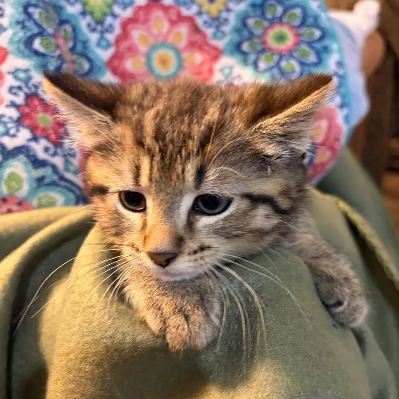 Tabby Girl